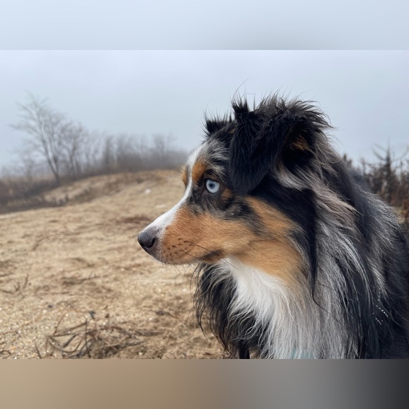 Meet your Posher, Danielle - Picture 2 of 11